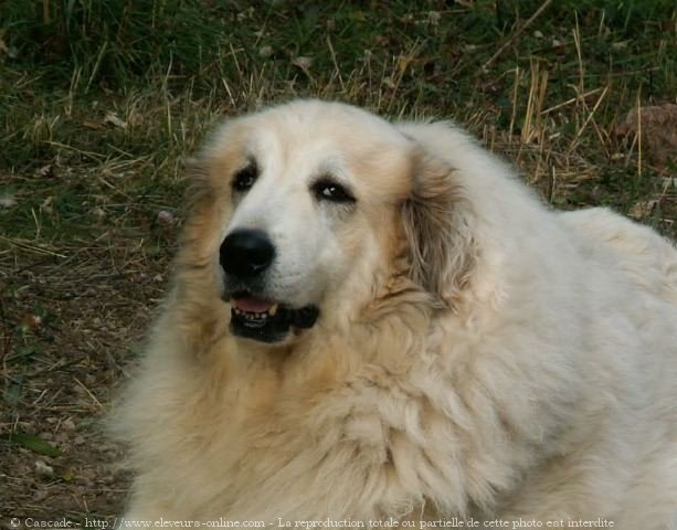 Photo de Chien de montagne des pyrnes