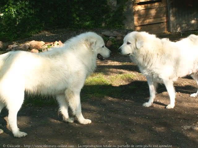 Photo de Chien de montagne des pyrnes