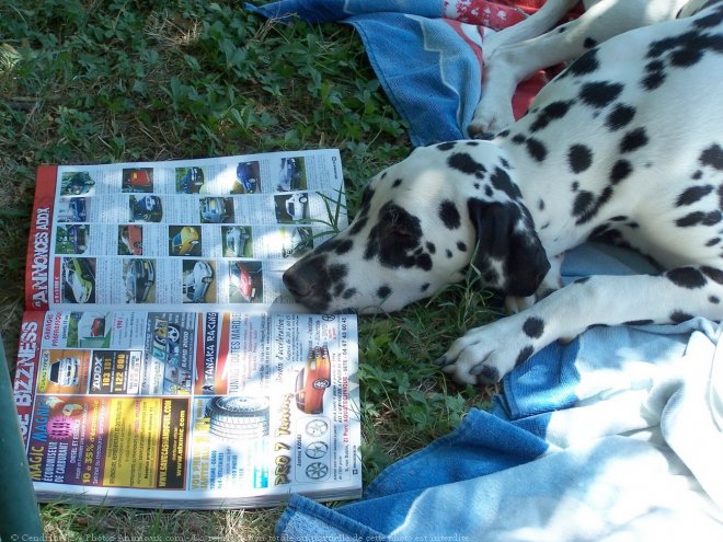 Photo de Dalmatien