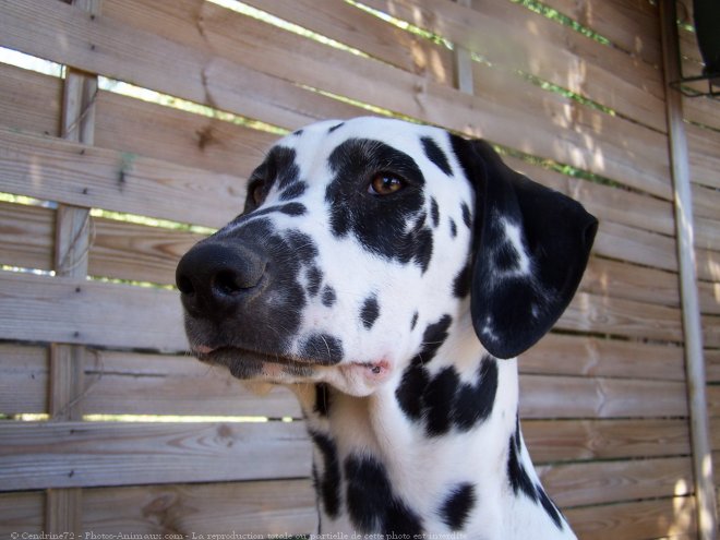 Photo de Dalmatien