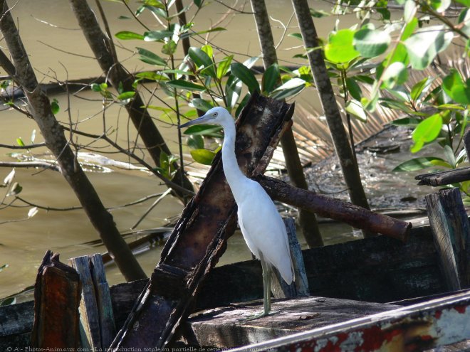 Photo d'Aigrette