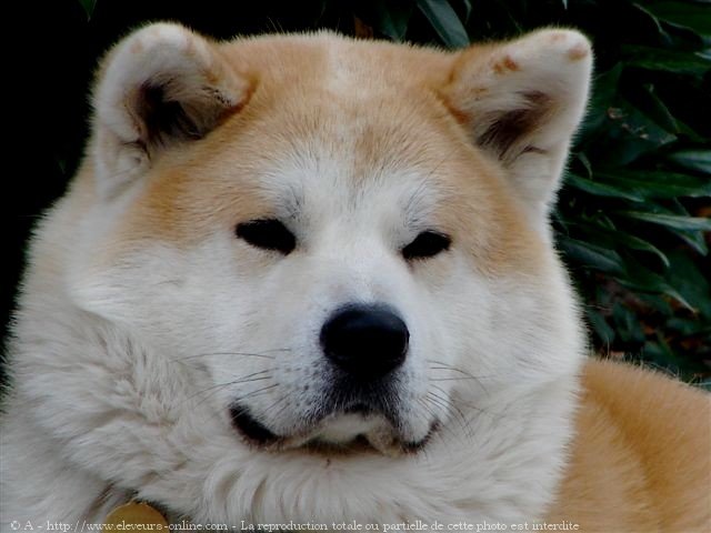 Photo d'Akita inu