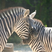 Photo de Zebre