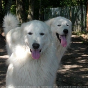 Photo de Chien de montagne des pyrnes