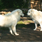 Photo de Chien de montagne des pyrnes