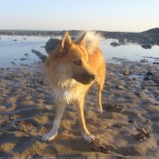 Photo de Chien de berger islandais