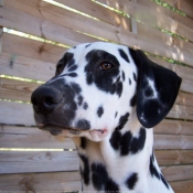 Photo de Dalmatien