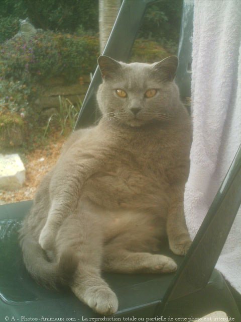 Photo de Chartreux