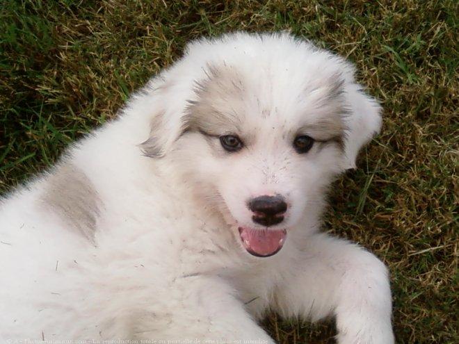 Photo de Chien de montagne des pyrnes