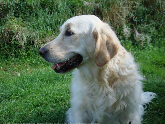 Photo de Golden retriever