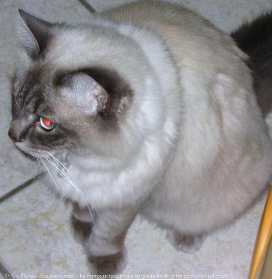 Photo de Sacr de birmanie