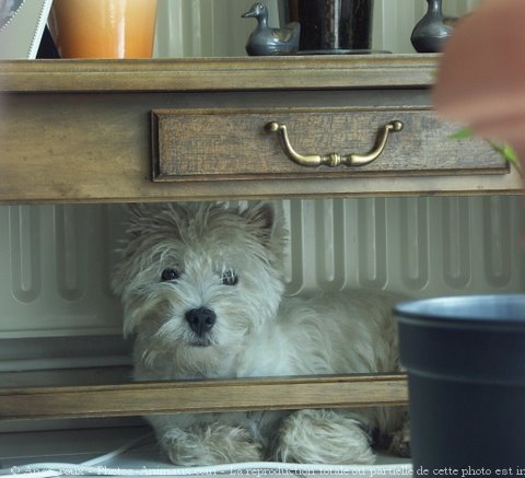 Photo de West highland white terrier