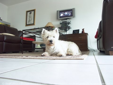 Photo de West highland white terrier