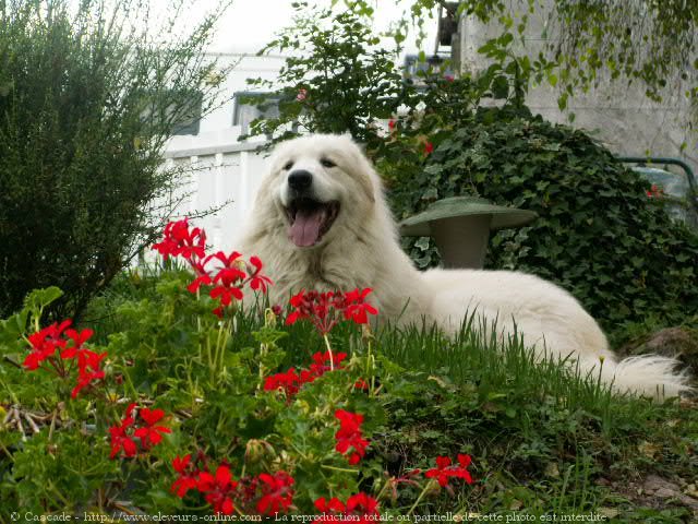 Photo de Chien de montagne des pyrnes