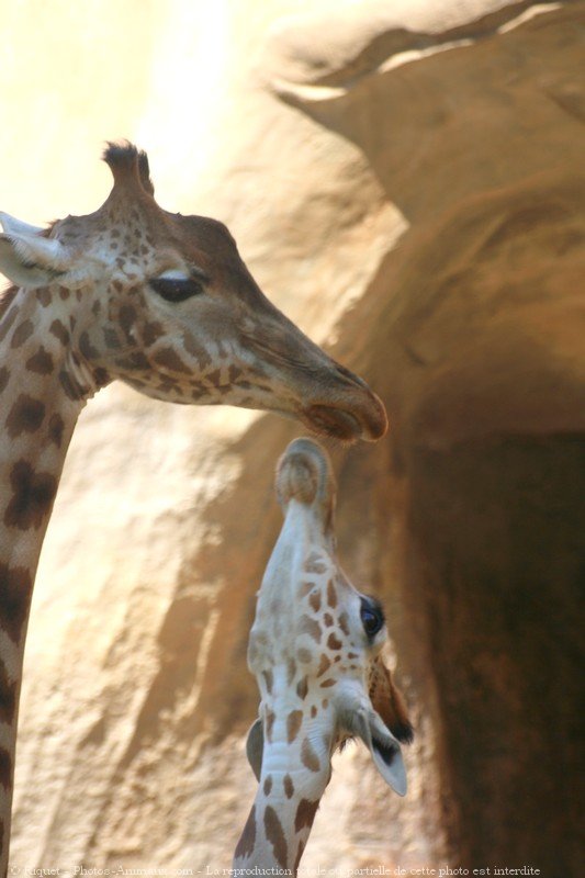 Photo de Girafe