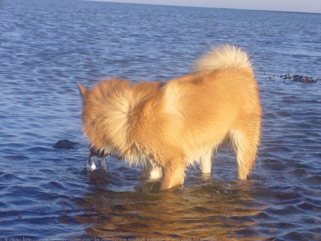 Photo de Chien de berger islandais