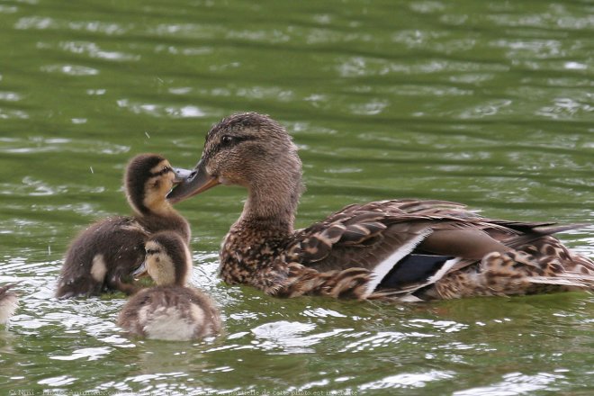 Photo de Canard