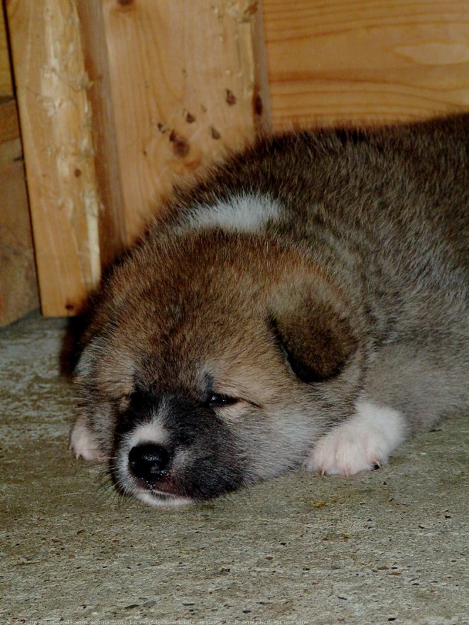 Photo d'Akita inu