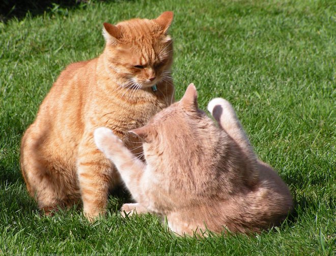 Photo de Races diffrentes