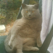 Photo de Chartreux