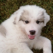 Photo de Chien de montagne des pyrnes