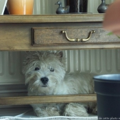 Photo de West highland white terrier