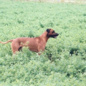 Photo de Rhodesian ridgeback