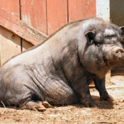 Photo de Cochon