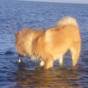 Photo de Chien de berger islandais