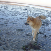 Photo de Chien de berger islandais