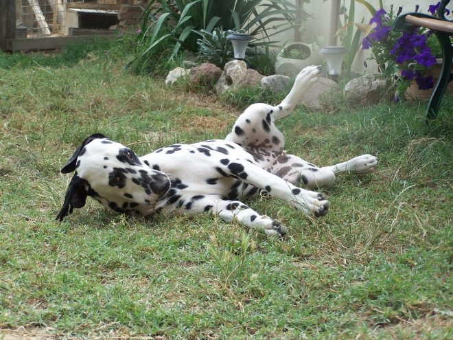 Photo de Dalmatien