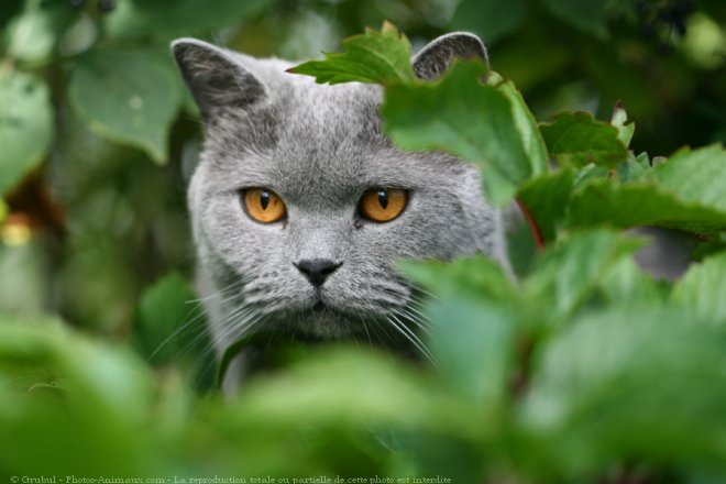 Photo de British shorthair