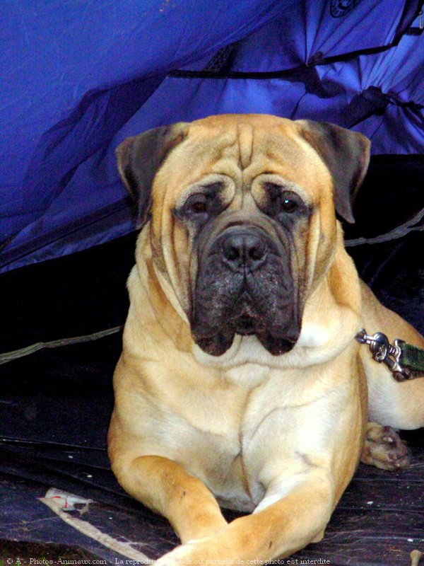 Photo de Bullmastiff