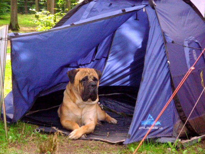 Photo de Bullmastiff