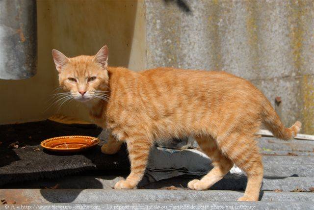 Photo de Chat domestique