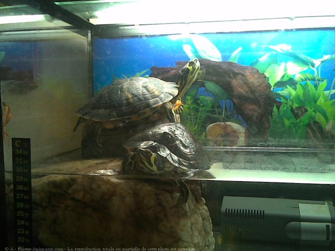 Photo de Tortue