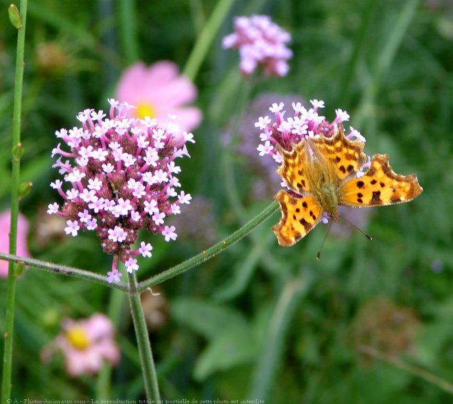 Photo de Papillon