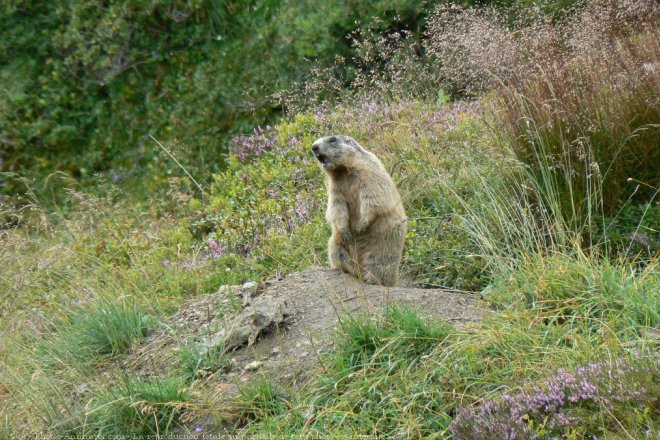 Photo de Marmotte