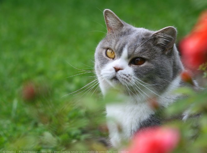 Photo de British shorthair