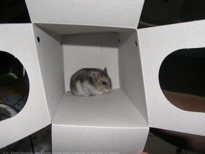 Photo de Hamster