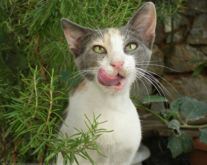 Photo de Chat domestique