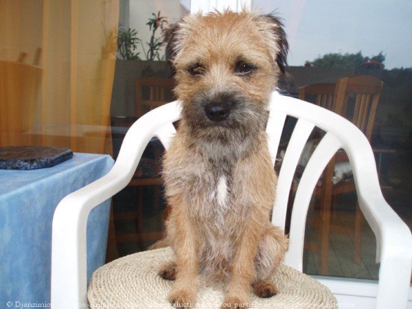 Photo de Border terrier