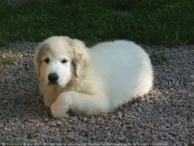 Photo de Chien de montagne des pyrnes