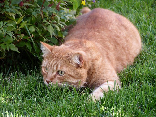 Photo de Chat domestique