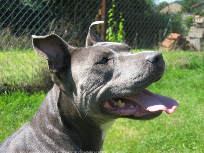 Photo d'American staffordshire terrier