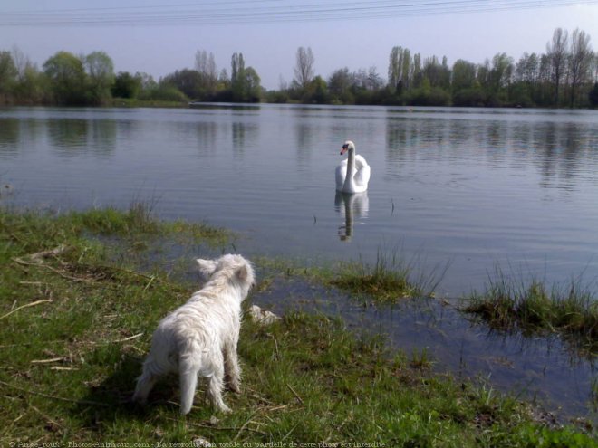 Photo de West highland white terrier