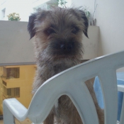 Photo de Border terrier