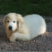 Photo de Chien de montagne des pyrnes