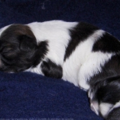 Photo de Shih tzu