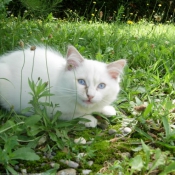 Photo de Ragdoll